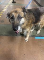Shelter Stray Female Dog last seen , 14409 Vanowen St, Van Nuys, CA 91405, USA