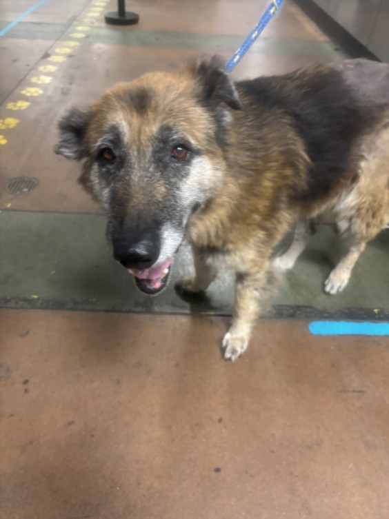 Shelter Stray Female Dog last seen , 14409 Vanowen St, Van Nuys, CA 91405, USA