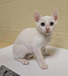 Shelter Stray Male Cat last seen MACK RD & FRANKLIN BLVD, 2127 Front St, Sacramento, CA 95818, USA