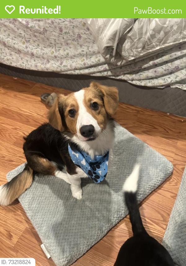 Reunited Male Dog last seen Near S St Louis St, Los Angeles, CA 90033, USA, Los Angeles, CA 90033