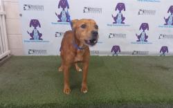 Shelter Stray Female Dog last seen , 2769 Conroy Rd, Orlando, FL 32839, USA