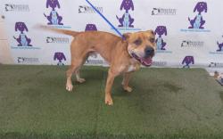 Shelter Stray Male Dog last seen , 2769 Conroy Rd, Orlando, FL 32839, USA