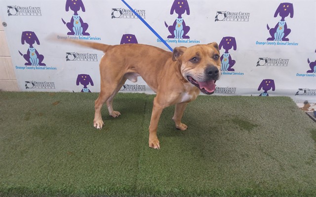 Shelter Stray Male Dog last seen , 2769 Conroy Rd, Orlando, FL 32839, USA