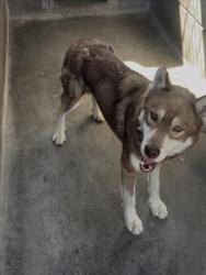 Shelter Stray Male Dog last seen , 3201 Lacy St, Los Angeles, CA 90031, USA