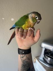 Lost Female Bird last seen Farm and Decatur, Las Vegas, NV 89131