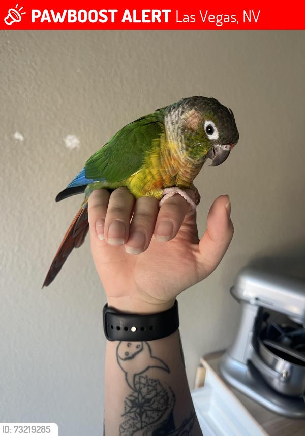Lost Female Bird last seen Farm and Decatur, Las Vegas, NV 89131