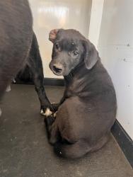 Shelter Stray Female Dog last seen Near BLOCK FLOWER ST, BAKERFIELD CA, 201 S Mt Vernon Ave, Bakersfield, CA 93307, USA