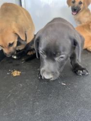 Shelter Stray Female Dog last seen Near BLOCK FLOWER ST, BAKERFIELD CA, 201 S Mt Vernon Ave, Bakersfield, CA 93307, USA