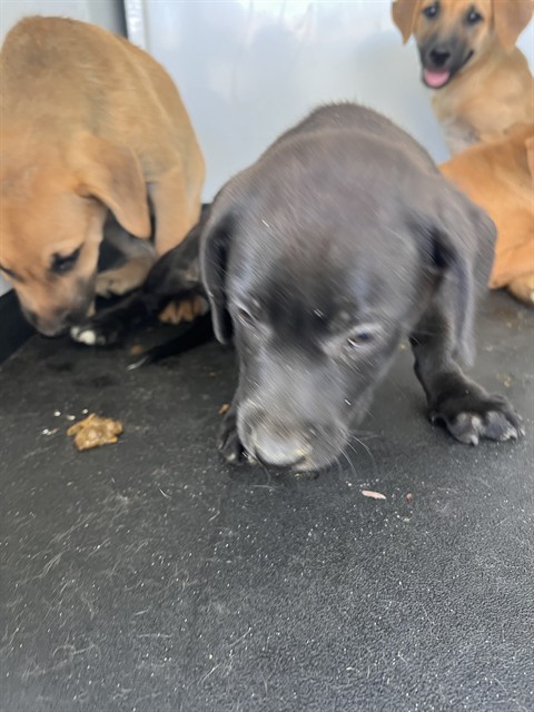 Shelter Stray Female Dog last seen Near BLOCK FLOWER ST, BAKERFIELD CA, 201 S Mt Vernon Ave, Bakersfield, CA 93307, USA