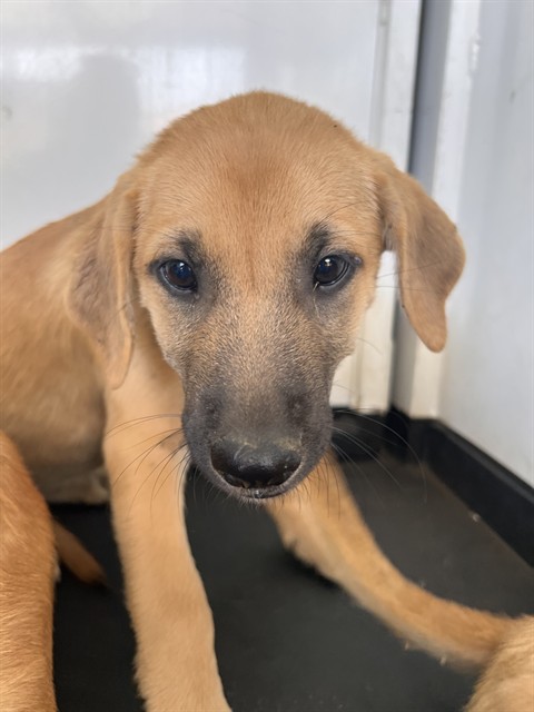 Shelter Stray Female Dog last seen Near BLOCK FLOWER ST, BAKERFIELD CA, 201 S Mt Vernon Ave, Bakersfield, CA 93307, USA
