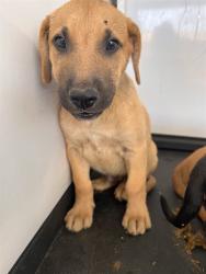 Shelter Stray Male Dog last seen Near BLOCK FLOWER ST, BAKERFIELD CA, 201 S Mt Vernon Ave, Bakersfield, CA 93307, USA
