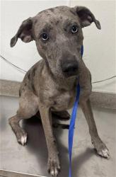 Shelter Stray Female Dog last seen Near BLOCK CRON WAY, BAKERSFIELD CA 93311, 3951 Fruitvale Ave, Bakersfield, CA 93308, USA