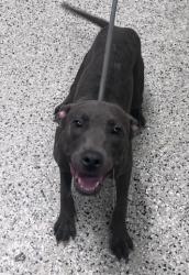 Shelter Stray Female Dog last seen Near BLOCK TRINITY, DETROIT, MI 48219, 7401 Chrysler Dr, Detroit, MI 48211, USA