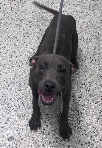Shelter Stray Female Dog last seen Near BLOCK TRINITY, DETROIT, MI 48219, 7401 Chrysler Dr, Detroit, MI 48211, USA