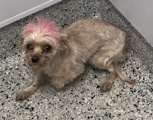 Shelter Stray Female Dog last seen DEQUINDRE CUT GREENWAY, DETROIT, MI 48207, 7401 Chrysler Dr, Detroit, MI 48211, USA