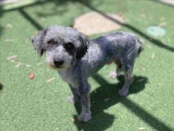 Shelter Stray Male Dog last seen , West Valley Animal Shelter, 20655 Plummer St, Chatsworth, CA 91311, USA