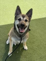 Shelter Stray Female Dog last seen , 11361 W Pico Blvd, Los Angeles, CA 90064, USA