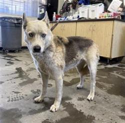 Shelter Stray Female Dog last seen , 600 Aviation Dr, Camarillo, CA 93010, USA