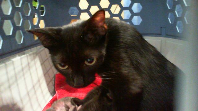 Shelter Stray Female Cat last seen CHARLOTTE, 8315 Byrum Dr, Charlotte, NC 28217, USA
