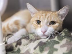 Shelter Stray Male Cat last seen THOMAS RD/59TH AVE, 5501 E Van Buren St, Phoenix, AZ 85008, USA