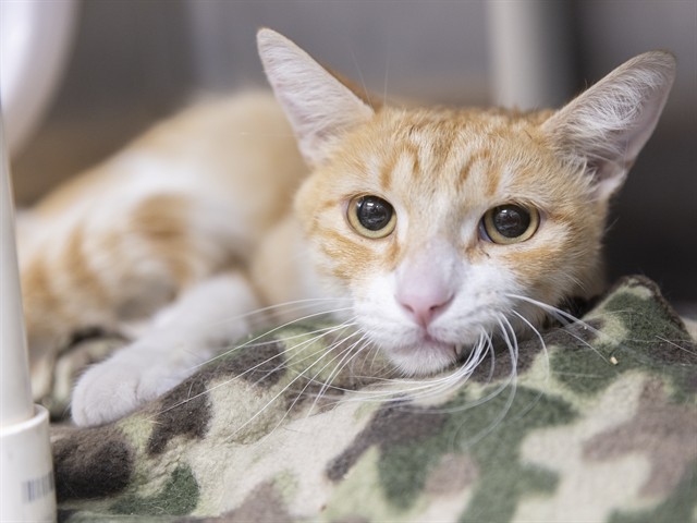 Shelter Stray Male Cat last seen THOMAS RD/59TH AVE, 5501 E Van Buren St, Phoenix, AZ 85008, USA