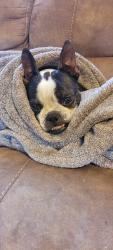 Lost Female Dog last seen Bourne Ave near Prairie Farms, Somerset, KY 42501