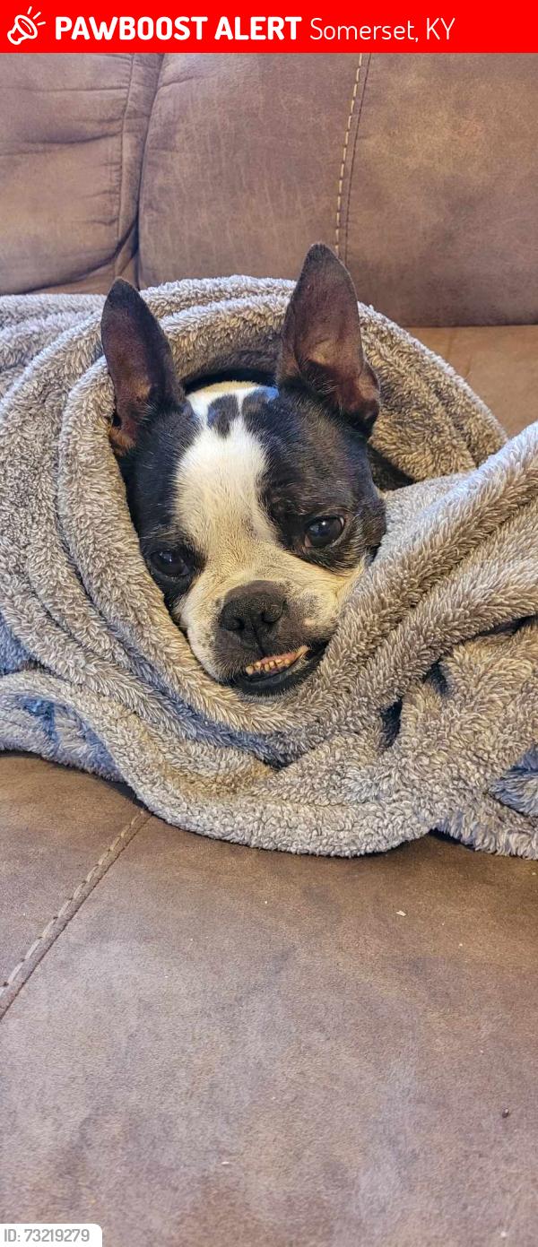 Lost Female Dog last seen Bourne Ave near Prairie Farms, Somerset, KY 42501