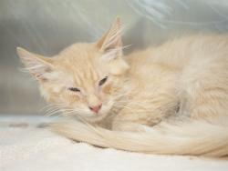 Shelter Stray Male Cat last seen N 35TH AND W CACTUS RD, 5501 E Van Buren St, Phoenix, AZ 85008, USA