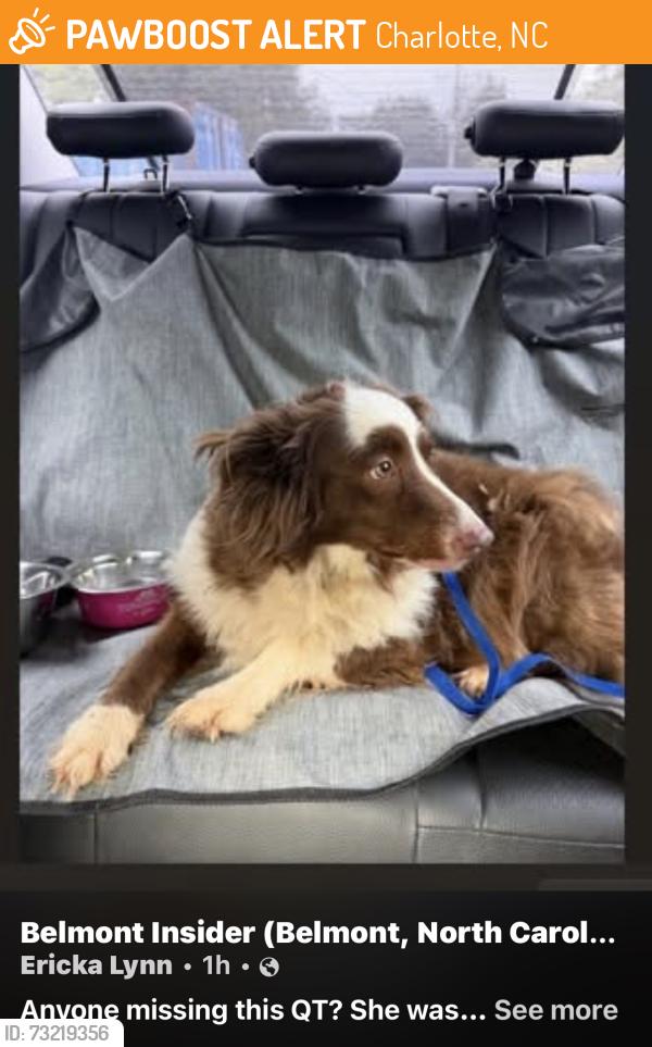 Found/Stray Unknown Dog last seen Moores chapel rd off Sam Wilson Rd, Charlotte, NC 28214