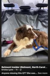 Found/Stray Unknown Dog last seen Moores chapel rd off Sam Wilson Rd, Charlotte, NC 28214
