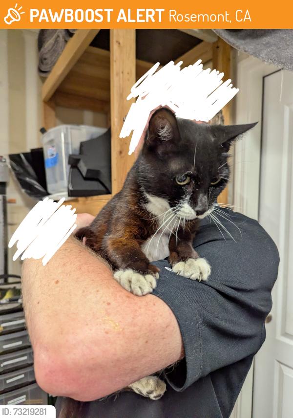 Found/Stray Unknown Cat last seen Mirandy Dr and Tillamook way, Rosemont, CA 95826