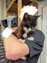 Found/Stray Unknown Cat last seen Mirandy Dr and Tillamook way, Rosemont, CA 95826