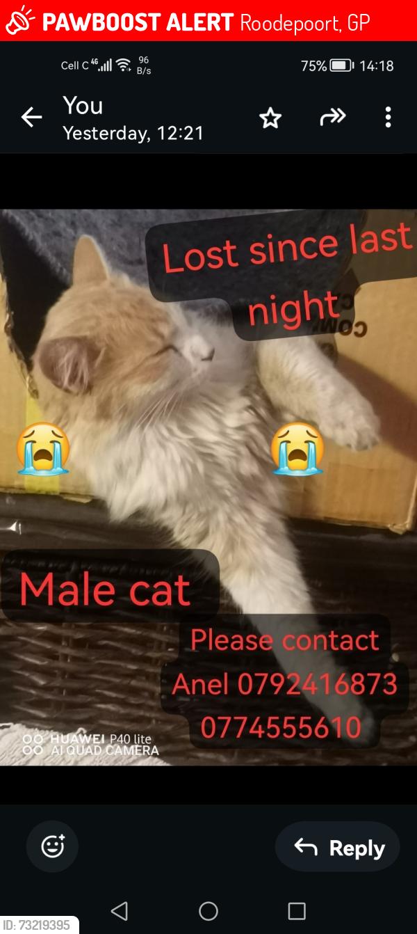 Lost Male Cat last seen Roodepoort, Roodepoort, GP 1724
