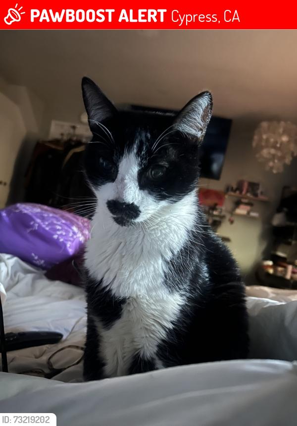Lost Male Cat last seen Kristen Street and Marion Ave, Cypress, CA 90630
