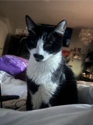Lost Male Cat last seen Kristen Street and Marion Ave, Cypress, CA 90630