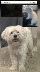 Reunited Male Dog last seen Barranca Ave. & E. San Bernardino Rd., Covina, CA 91723