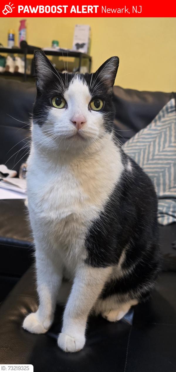 Lost Male Cat last seen Jackson st, adams st, market st, Newark, NJ 07105