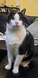 Lost Male Cat last seen Jackson st, adams st, market st, Newark, NJ 07105
