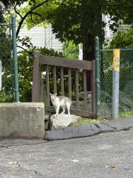 Found/Stray Unknown Cat last seen At the very end of 300 Flax Hill Road, Norwalk CT towards Pogany street, Norwalk, CT 06854
