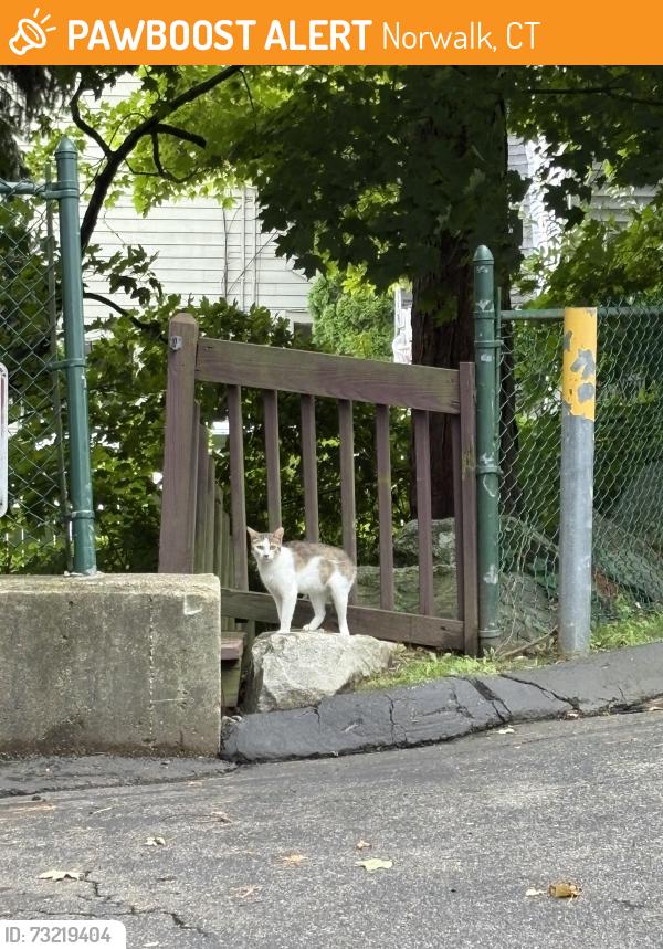 Found/Stray Unknown Cat last seen At the very end of 300 Flax Hill Road, Norwalk CT towards Pogany street, Norwalk, CT 06854