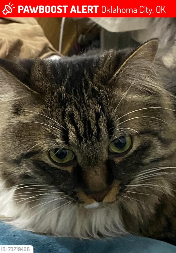 Lost Male Cat last seen hefner and mcarthur, Oklahoma City, OK 73162