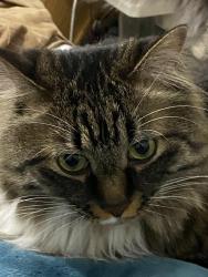Lost Male Cat last seen hefner and mcarthur, Oklahoma City, OK 73162