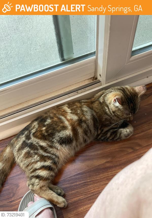 Found/Stray Female Cat last seen Peachtree Dunwoody Road/Hammond Drive, Sandy Springs, GA 30328