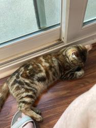 Found/Stray Female Cat last seen Peachtree Dunwoody Road/Hammond Drive, Sandy Springs, GA 30328