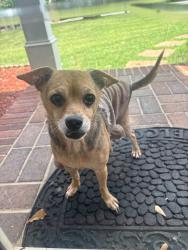Found/Stray Unknown Dog last seen brookwood park, Dalton, GA 30720