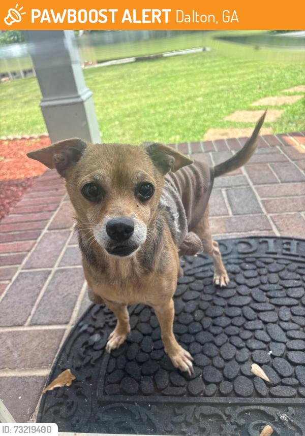 Found/Stray Unknown Dog last seen brookwood park, Dalton, GA 30720