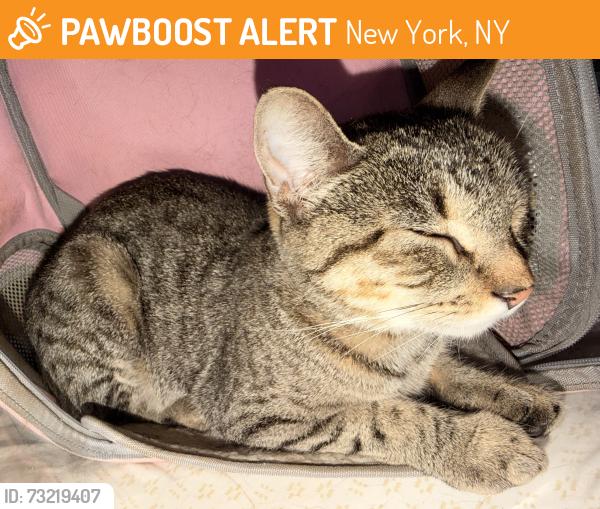 Found/Stray Female Cat last seen Dyckman, New York, NY 10034