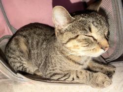 Found/Stray Female Cat last seen Dyckman, New York, NY 10034