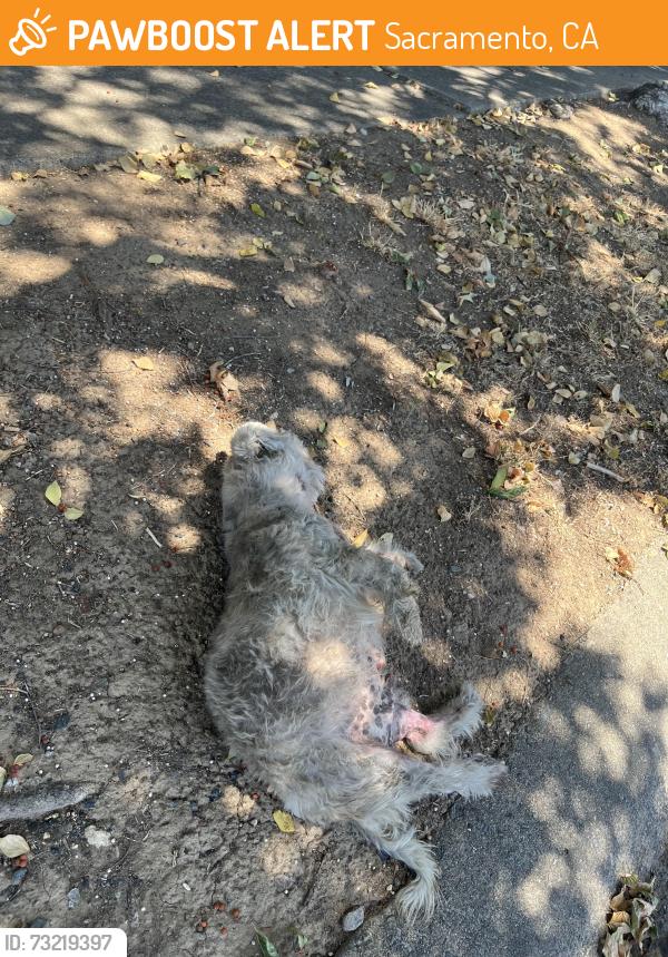 Found/Stray Male Dog last seen Vintage Park Dr, just west of Caymus-, Sacramento, CA 95828