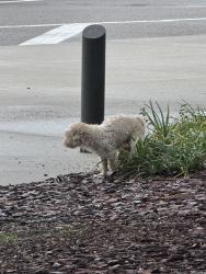 Found/Stray Unknown Dog last seen In the park, Tampa, FL 33607